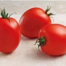 Tomato Tomato Namib 25 Roma Tomato Seeds Fresh Garden