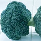 Broccoli Destiny Broccoli 100 Vegetable Seeds Fresh Garden Broccoli Destiny Broccoli 100 Vegetable Seeds Fresh Garden
