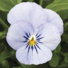 Viola Viola Endurio Sky Blue Martien 50 Seeds Fresh Garden