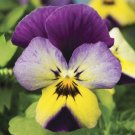 Viola Viola Endurio Blue Yellow Purple Wing 50 Seeds Fresh Garden