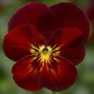 Viola Viola Endurio Red Flare 50 Seeds Fresh Garden