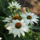 Echinacea Cone Flower Echinacea Pow Wow White 25 Seeds Fresh Garden Echinacea Cone Flower Echinacea Pow Wow White 25 Seeds Fresh Garden