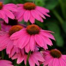 Echinacea Cone Flower Echinacea Pow Wow Wild Berry 25 Seeds Fresh Garden