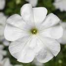 Petunia Duvet White 50 Pelleted Seeds Fresh Garden