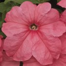 Petunia Duvet Salmon 50 Pelleted Seeds Fresh Garden