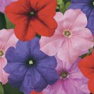 Petunia Duvet Mix 50 Pelleted Seeds Fresh Garden