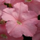 50 Pelleted Petunia Mambo Peach Seeds Fresh Garden