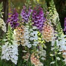 Digitalis Dalmatian Mix 50 Pelleted Foxglove Seeds Fresh Garden