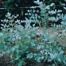 25 Eucalyptus Silver Drop Seeds Fresh Garden