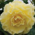 Trailing Begonia Limitless Yellow 15 Pelleted Seeds Fresh Garden