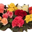 Trailing Begonia Limitless Mix 15 Pelleted Seeds Fresh Garden