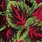 15 Pelleted Coleus Kong Red Giant Coleus Seeds Fresh Garden