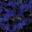 50 Multi Pelleted Lobelia Riviera Midnight Blue Lobelia Seeds Fresh Garden 50 Multi Pelleted Lobelia Riviera Midnight Blue Lobelia Seeds Fresh Garden