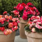 Trailing Begonia Limitless Sorbet 15 Pelleted Seeds Fresh Garden
