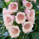Digitalis Dalmatian Peach 50 Pelleted Foxglove Seeds Fresh Garden