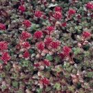 Sedum Dragon Blood Ground Cover Succulent 500 Seeds Fresh Garden