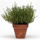 50 Multi Pelleted Simply Herb Thyme Seeds Fresh Garden 50 Multi Pelleted Simply Herb Thyme Seeds Fresh Garden
