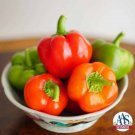 25 Chili Pie Pepper Hot Pepper Mild Miniature Bell Pepper Seeds Fresh Garden