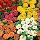 50 Zinnia Dreamland Mix FLOWER Seeds Fresh Garden