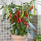 Pepper 25 Hot Fajita Pepper Edible Potted Pepper Pepper Seeds Fresh Garden