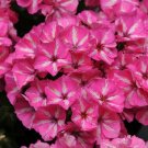 50 Phlox Phlox Grammy Pink And White Seeds Fresh Garden