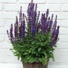 Salvia Dimension Blue 50 Seeds Fresh Garden