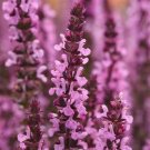 Salvia Dimension Rose 50 Seeds Fresh Garden