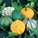Squash 50 Squash Scallop Blend Vegetable Summer Squash Seeds Fresh Garden
