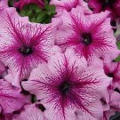 50 Petunia Petunia Limbo Orchid Vein Pelleted Seeds Fresh Garden