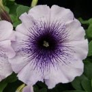 50 Pelleted Petunia Mambo Blue Vein Seeds Fresh Garden