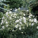 50 Delphinium Delfix White Larkspur Seeds Fresh Garden