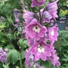 50 Delphinium Excalibur Lilac Rose With White Bee Seeds Fresh Garden