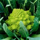25 Cauliflower Veronica Cauliflower Green Cauliflower Seeds Fresh Garden