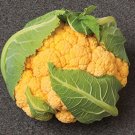 Cauliflower 25 Cauliflower Flame Star Chedder Cauliflower Seeds Fresh Garden