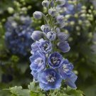 50 Delphinium Delphinium Delphina Light Blue White Bee Larkspur Seeds Fresh Garden