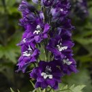50 Delphinium Delphinium Delphina Dark Blue White Bee Larkspur Seeds Fresh Garden 50 Delphinium Delphinium Delphina Dark Blue White Bee Larkspur Seeds Fresh Garden