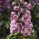 50 Delphinium Delphinium Delphina Rose White Bee Larkspur Seeds Fresh Garden