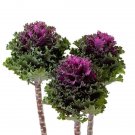 50 Flowering Kale Flowering Kale Empire Katya Seeds Fresh Garden
