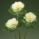 25 Flowering Kale Flowering Kale White Flare Ornamental Kale Seeds Fresh Garden