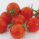 25 Tomato Tomato Sparky Cherry Tomato Seeds Fresh Garden