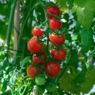 25 Tomato Tomato Ella Bella Cherry Tomato Seeds Fresh Garden