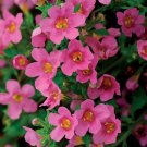 Bacopa Multi Pelleted Bacopa Pinktopia 25 Seeds Fresh Garden