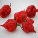 Hot Pepper 25 Carolina Reaper Chili Pepper Seeds Fresh Garden Hot Pepper 25 Carolina Reaper Chili Pepper Seeds Fresh Garden