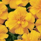 50 Marigold French Durango Gold Seeds Fresh Garden