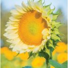 50 Helianthus Sunflower Procut Lite White Cut Flower Helianthus Seeds Fresh Garden