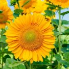 50 Helianthus Sunflower Procut Lite Gold Cut Flower Helianthus Se Seeds Fresh Garden