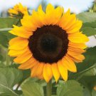 50 Helianthus Sunflower Procut Orange Excel Cut Flower Helianthus Se Seeds Fresh Garden