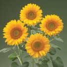 50 Sunflower Helianthus Sunrich Gold Cut Flower Seeds Fresh Garden