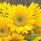 50 Sunflower Helianthus Sunrich Lime Cut Flower Seeds Fresh Garden 50 Sunflower Helianthus Sunrich Lime Cut Flower Seeds Fresh Garden