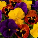 50 Pansy Majestic Giant Autumn Mix Flower Seeds Fresh Garden